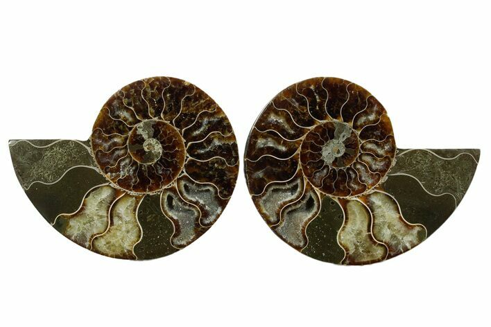Cut & Polished, Agatized Ammonite Fossil - Madagascar #348981